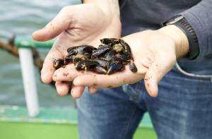 Belgische mosselen - op zee (1)