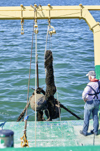 Belgische mosselen - op zee (2)