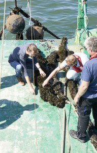 Belgische mosselen - op zee (3)